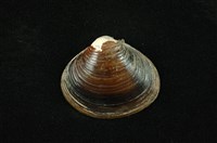 藏品(臺灣蜆)的圖片